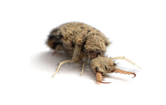 مورچه‌ای که با سرعت باورنکردنی! +عکس