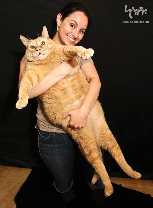 چاق ترین گربه جهان رژیم می گیرد! /عکس