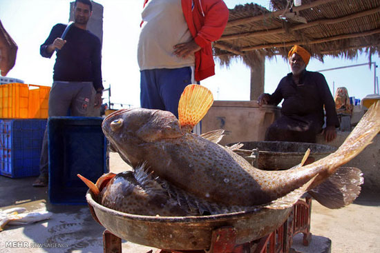 عکس: صید ماهی با گرگور