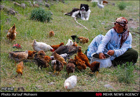 عکس؛ طبیعت دامنه های سبلان