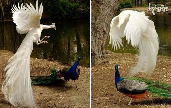 پرواز طاووس را دیده بودید؟! +عکس