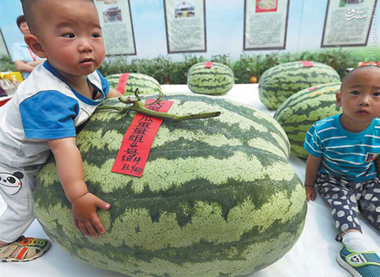 هندوانه 80 کیلویی در چین +عکس