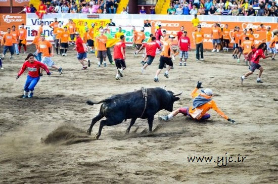 «انسان بازی» گاوها در کاستاریکا! +عکس