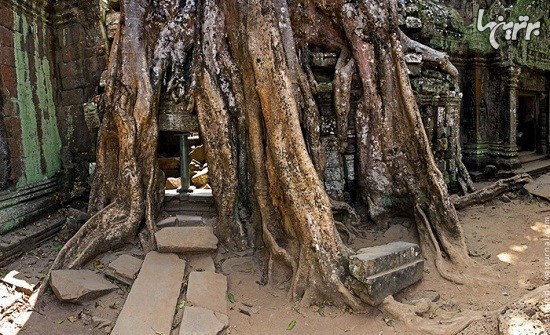 معبد کامبوجی در آغوش درختان عظیم الجثه