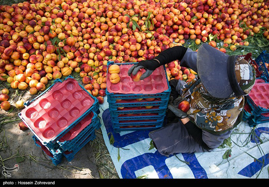 خشکسالی در انتظار باغ های میوه تهران