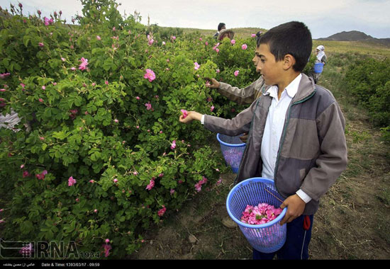 برداشت گل محمدی