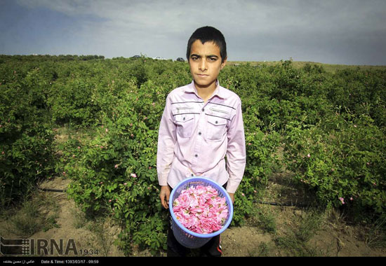 برداشت گل محمدی