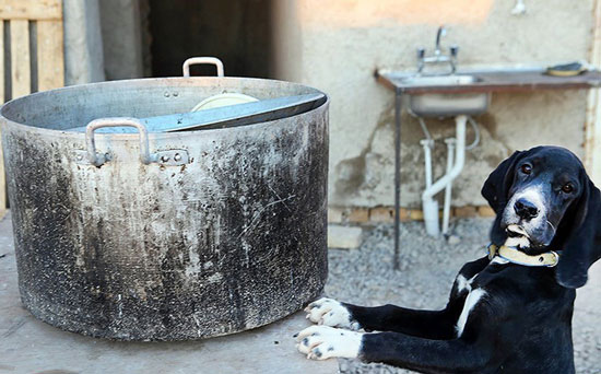 عکس: پناهگاه سگ‌ های ولگرد