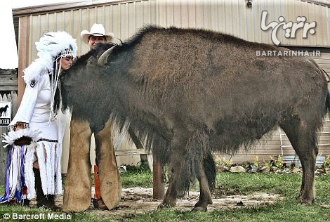 زندگی یک زوج با بوفالوی غول پیکر! /عکس