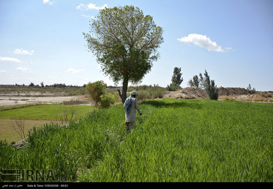 عکس: گزبافی در سیستان و بلوچستان