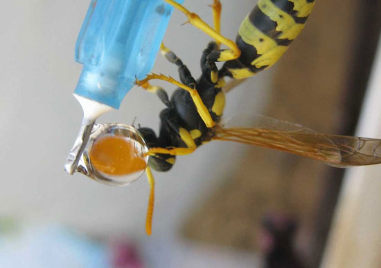 تصاویری شگفت‌انگیز از آب خوردن زنبور