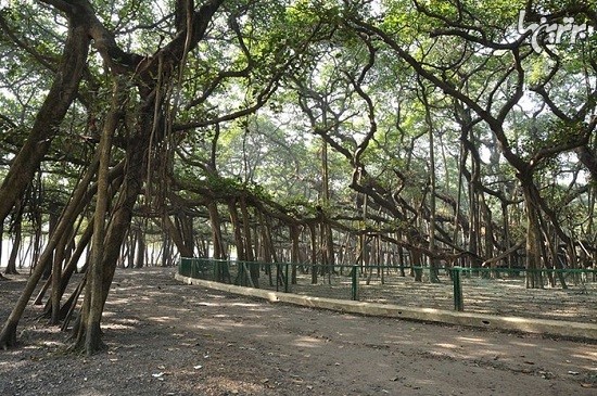 وسیع ترین درخت جهان