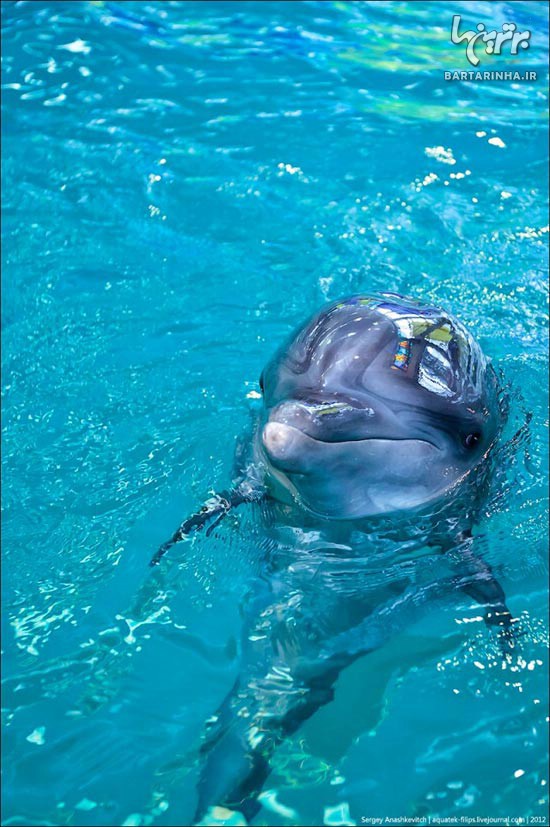 دلفين هاي همیشه خندان! + عکس
