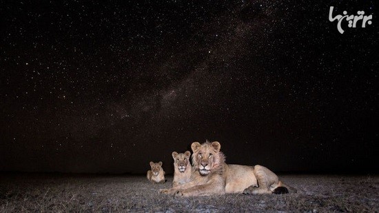 عکس‌های دیدنی از حیوانات آفریقا در شب