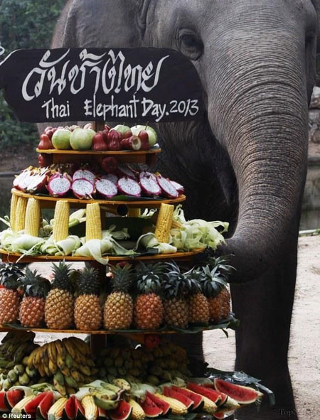 روز ملی فیل ها در تایلند +عکس
