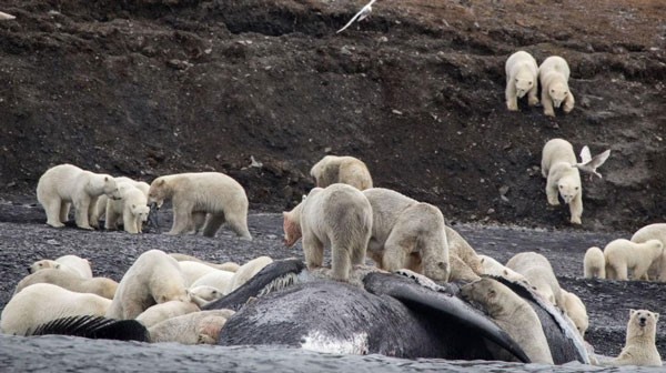 تجمع خرس‌های قطبی برای خوردن یک نهنگ