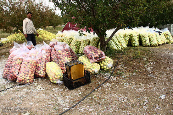 عکس: خسارت تگرگ به باغ‌های سیب میانه