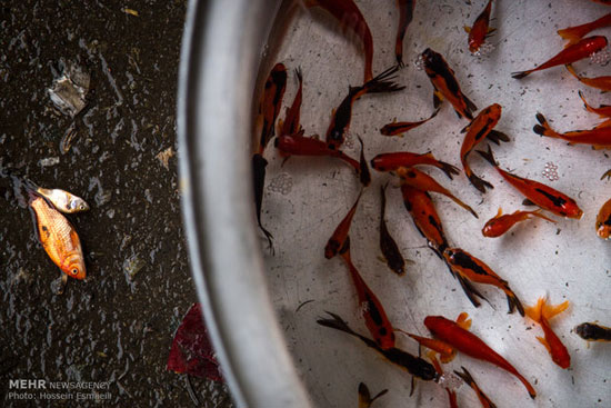 عکس: مرگ میلیون ها ماهی قرمز