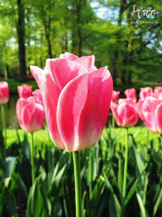 تصاویر فوق العاده زیبا از باغ گلی در هلند