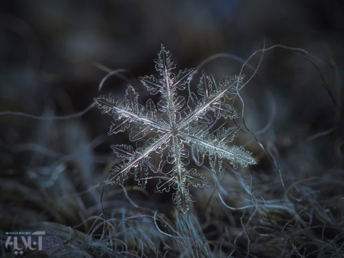 تصاویری حیرت‌انگیز از کریستال‌های برف