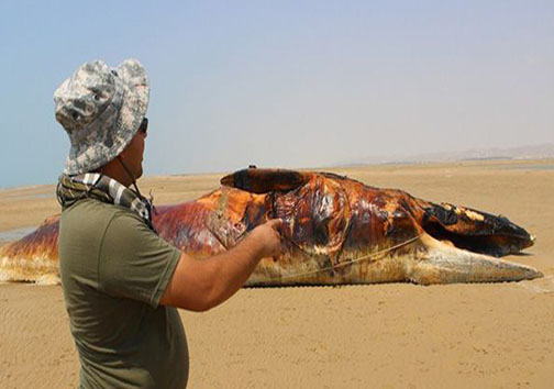 پیدا شدن نهنگ 13 متری در بوشهر +تصاویر