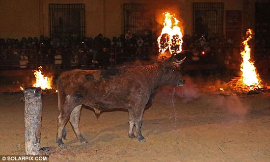 فستیوال وحشیانه آتش زدن گاو ها! +عکس
