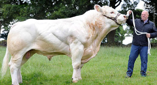 بزرگ‌ترین گاو انگلیس +عکس