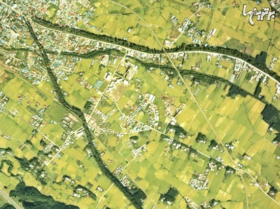 کوچه باغ سرو: طولانی ترین کوچه باغ دنیا