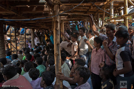 جشنواره رام کردن گاو در هند