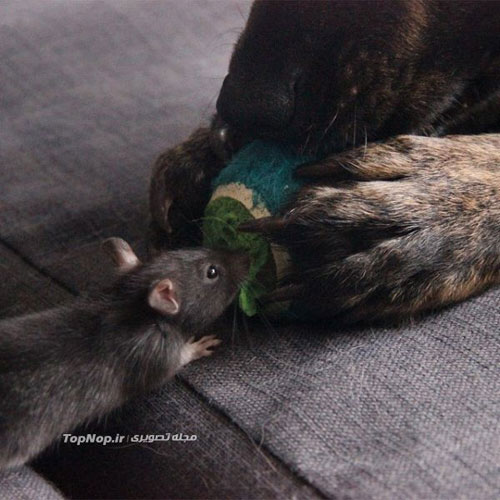 تصاویری جالب از دوستی عجیب سگ با موش