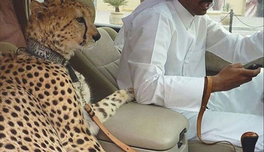 حیوانات خانگی عجیب در امارات! +عکس