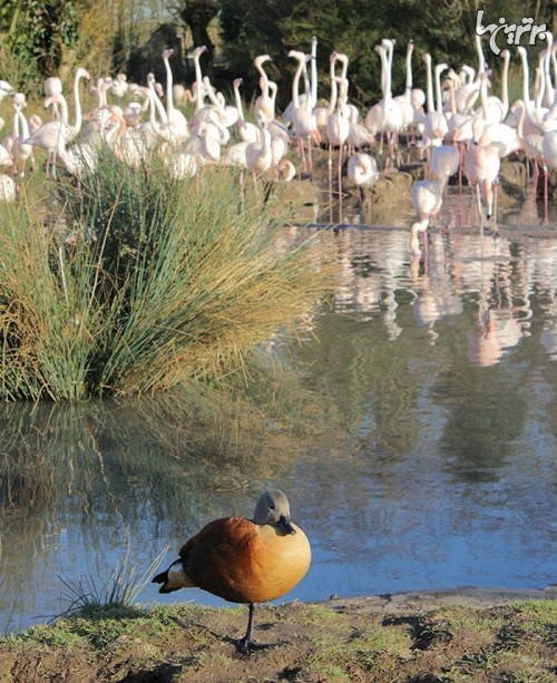 اردک هایی که فکر می کنند فلامینگو هستند!