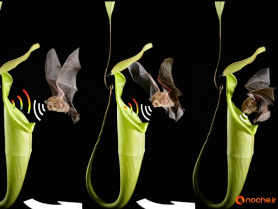 گیاهی که قاتل خفاش هاست +عکس