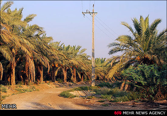 عکس: برداشت رُطَب در استان بوشهر