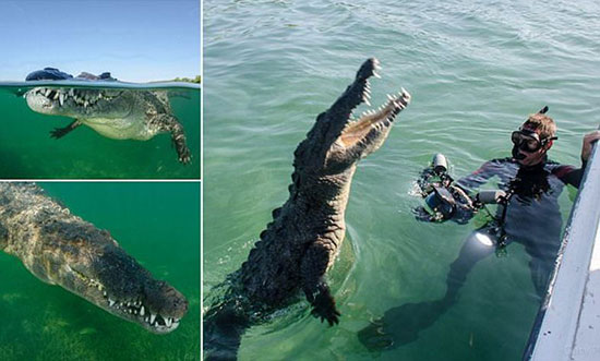 عکاسی شجاعانه از شنای یک تمساح