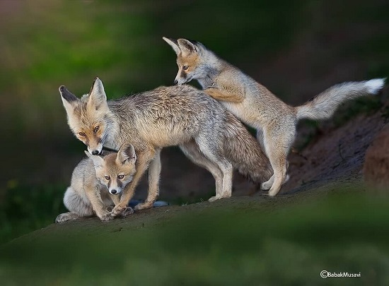 شیطنت بچه روباه‌ها در حیات وحش ایران