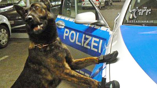 کفش ویژه برای سگ های پلیس! +عکس