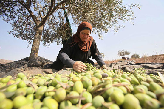 دیدنی‌های امروز؛ چهارشنبه 29 مهر ماه