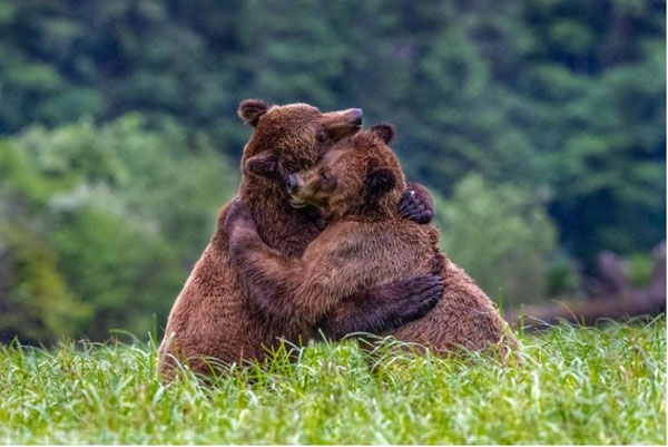 عکس نشنال جئوگرافیک؛ در آغوش گرفتن خرس‌ها