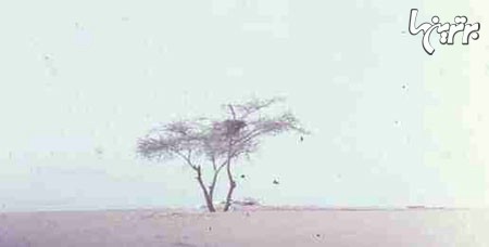 سرگذشت تنها ترین درخت دنیا +عکس