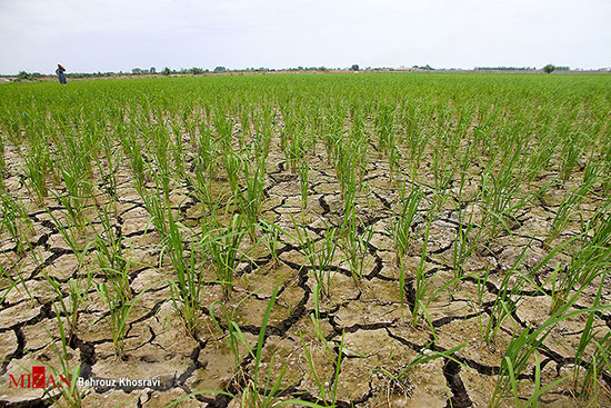زنگ خطر خشکسالی در شالیزار‌های مازندارن