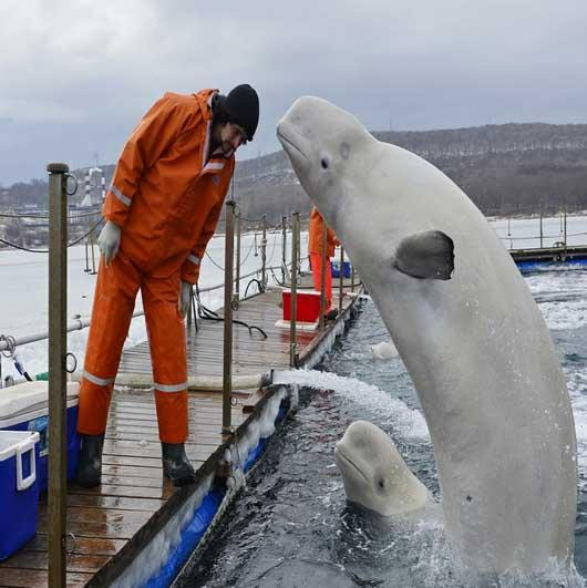 10 عکس از زیباترین نهنگ دنیا