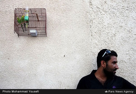 عکس: بازار فروش پرندگان در بوشهر