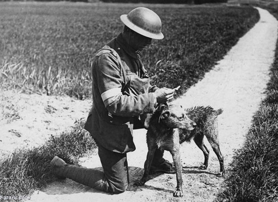 عکس: نقش حیوانات در جنگ جهانی اول