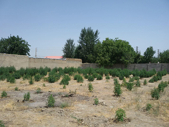 بوی حشیش و ماری‌جوانا در مشام مزارع ایران