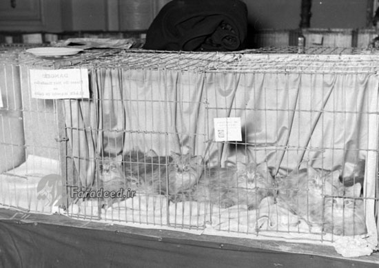 نمایشگاه گربه‌ایرانی در شیکاگو سال ۱۳۱۶