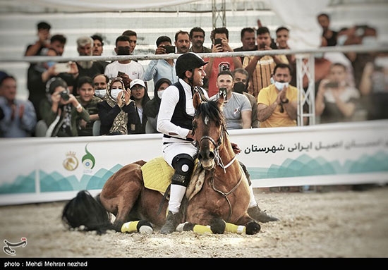 فستیوال کشوری اسبان اصیل ایرانی