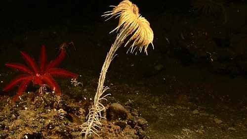 کشف فسیل زنده ۲۷۳میلیون ساله در کف اقیانوس